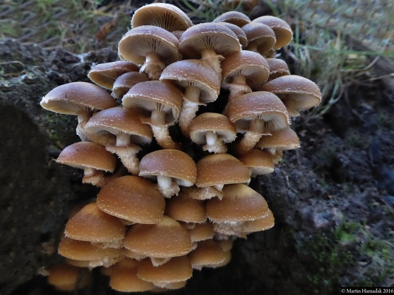 Опенок темный Armillaria ostoyae