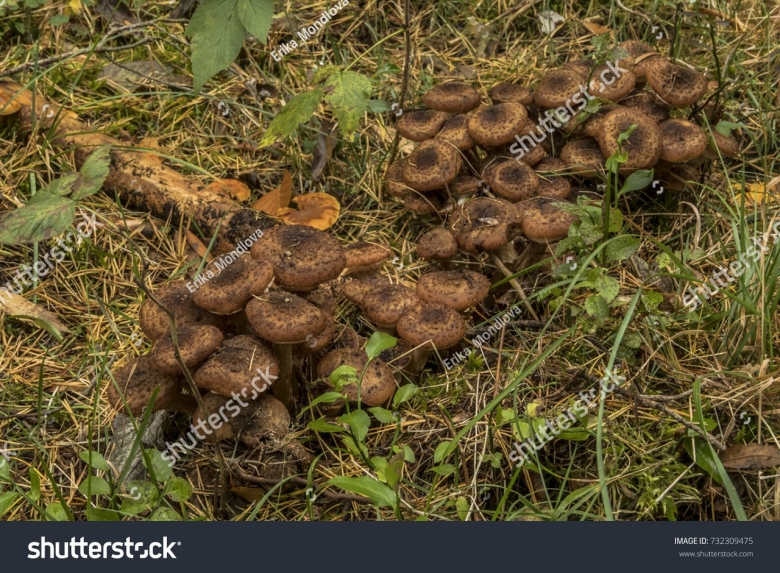 Опенок темный Armillaria ostoyae