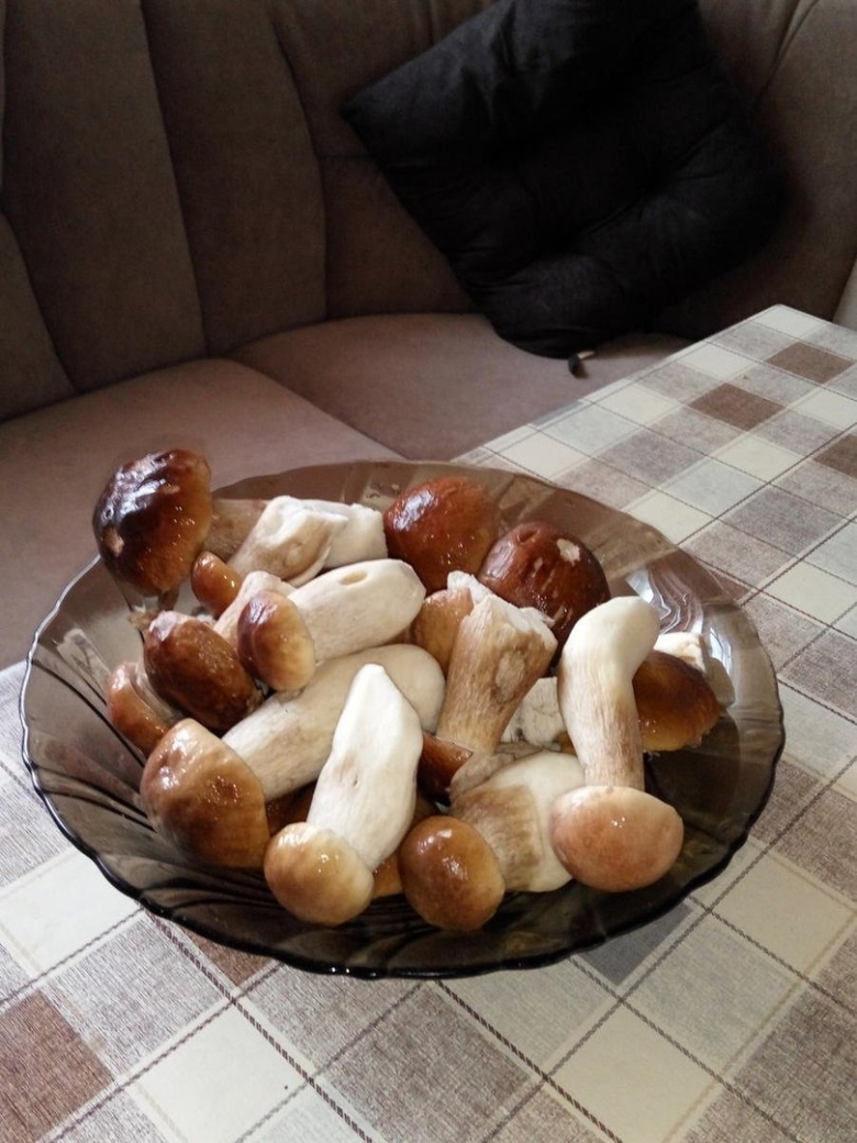 Грибы белый гриб