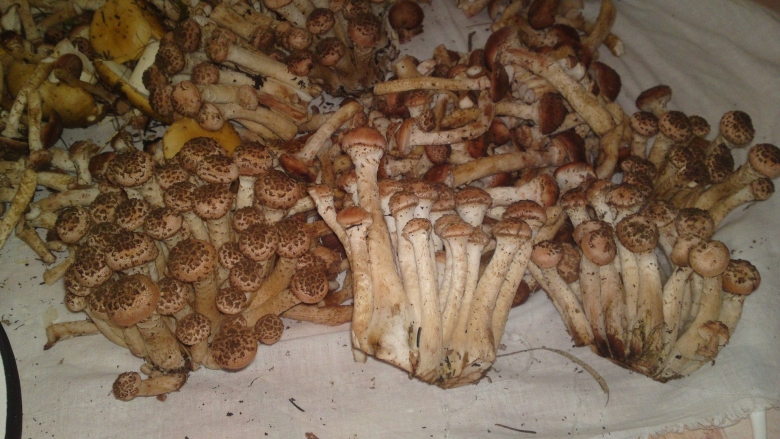 Опята с толстой ножкой