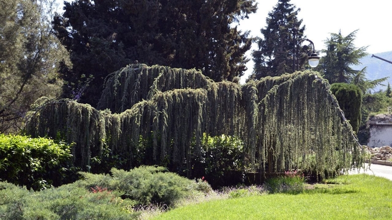Кедр атласский Никитский Ботанический сад