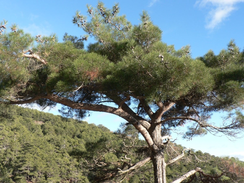 Кедр короткохвойный