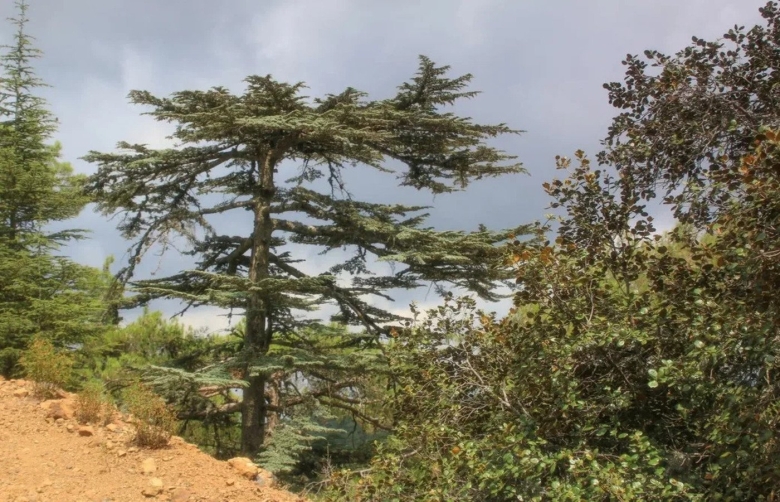 Кедр короткохвойный кипрский