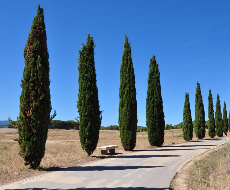 Кипарис Cupressus sempervirens