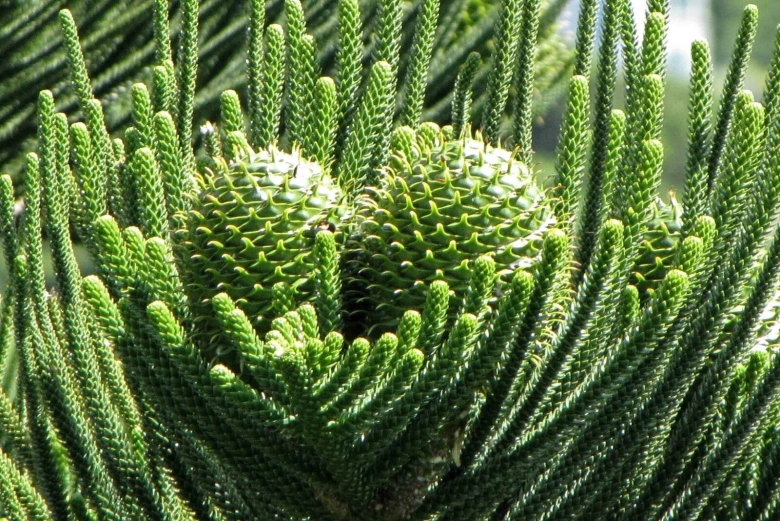 Араукария прямолистная