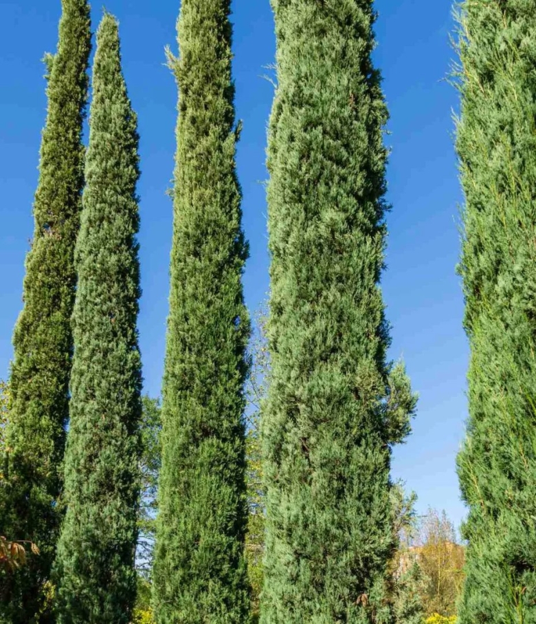 Cupressus sempervirens
