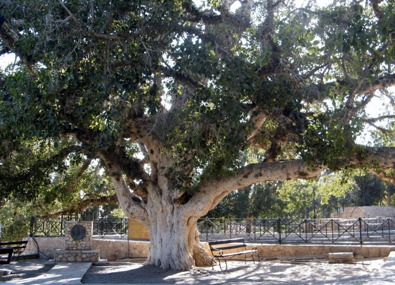 Дерево Платан в Дербенте