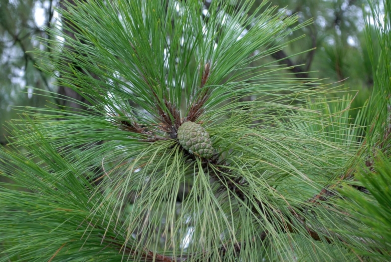 Pinus yunnanensis