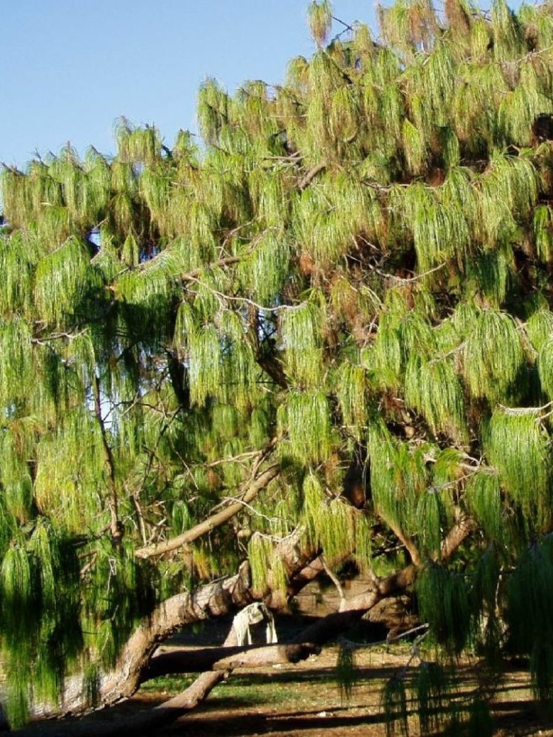 Сосна Веймутова Мексиканская