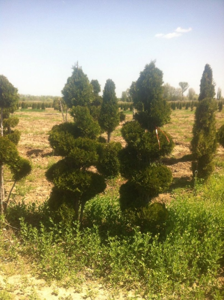 Хвойное дерево