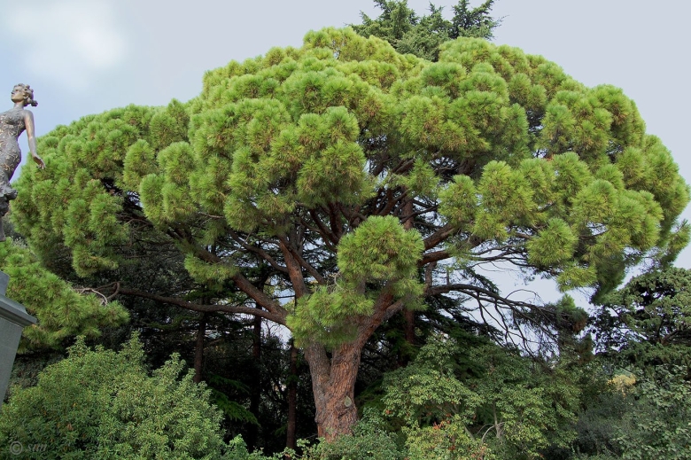 Сосна итальянская Pinus pinea