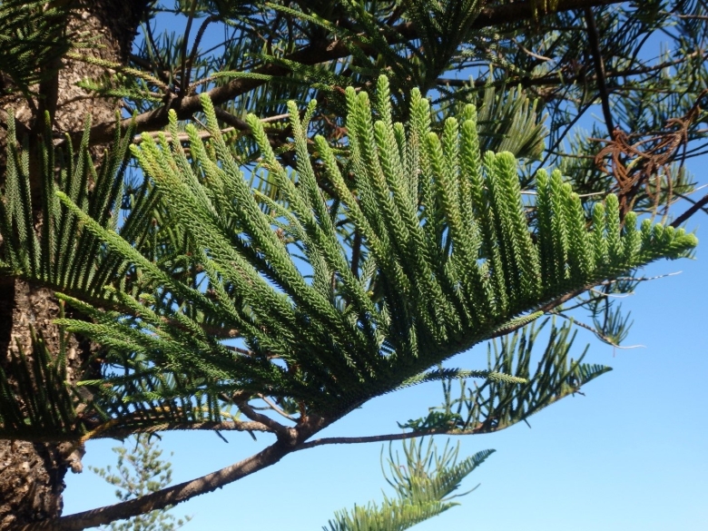 Араукария Чилийская ель