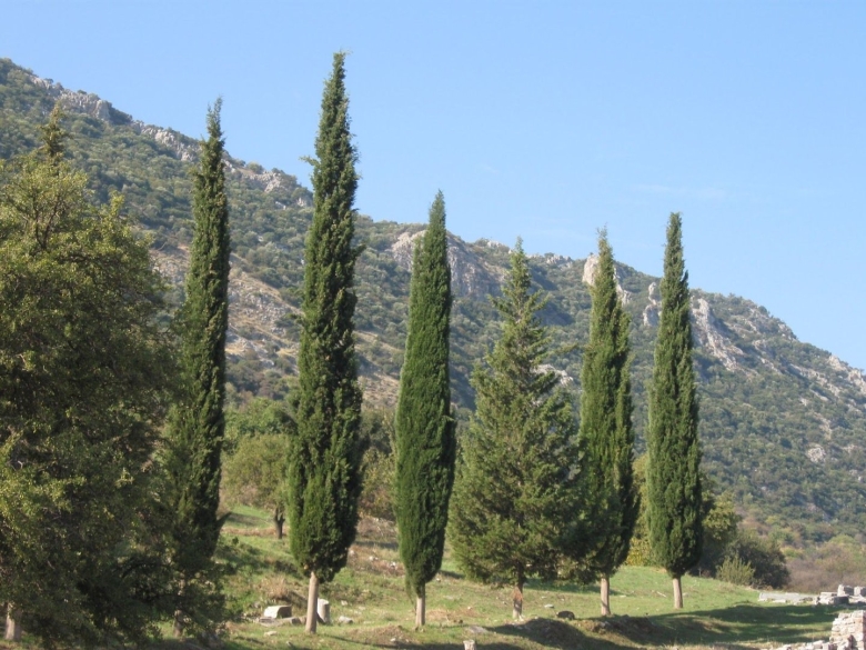Кипарис Крымский пирамидальный