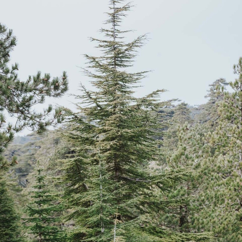 Кедр короткохвойный ливанский