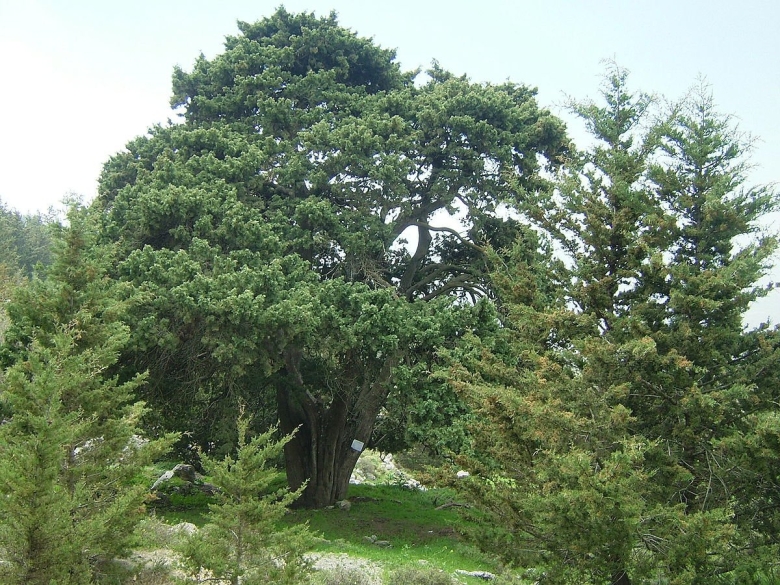 Cupressus sempervirens