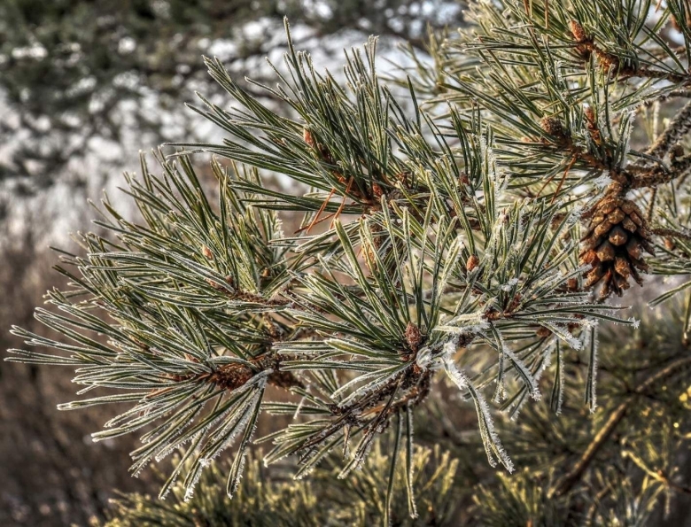 Хвойник с мягкой хвоей