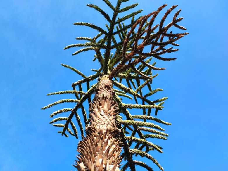 Дерево с колючим стволом