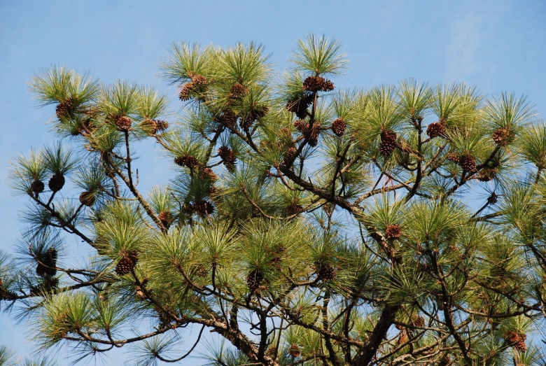 Сосна культера (pinus coulteri)