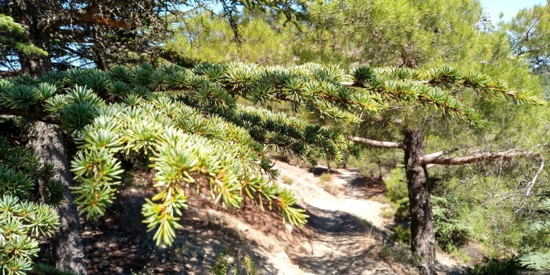 Кедр кипрский в Крыму