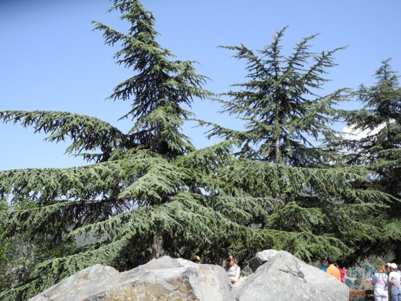 Кедр короткохвойный ливанский