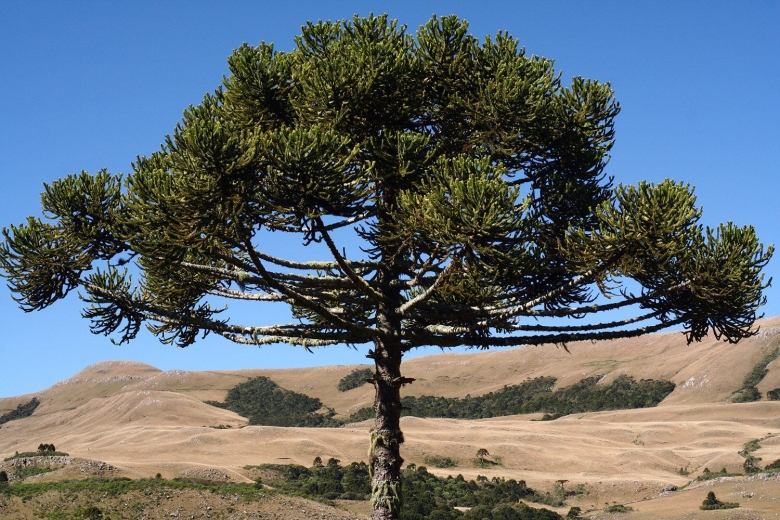 Чилийская сосна араукария