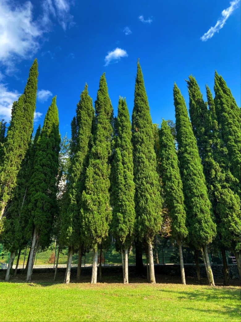 Кипарисы в Сочи