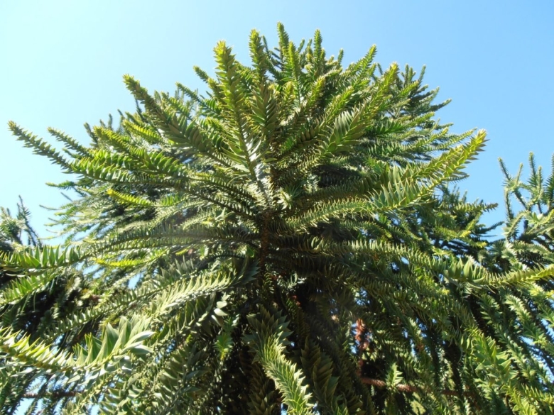 Араукария Австралия