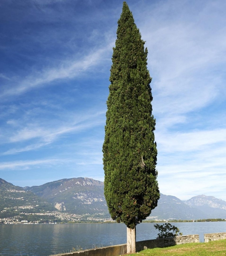 Кипарис вечнозеленый пирамидальный