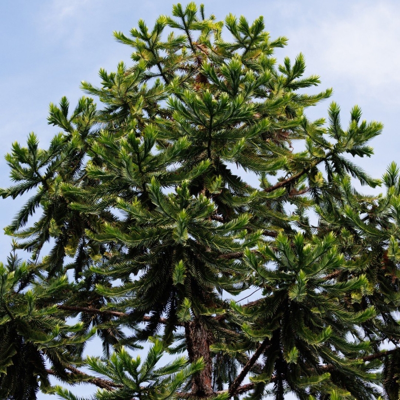 Araucaria araucana