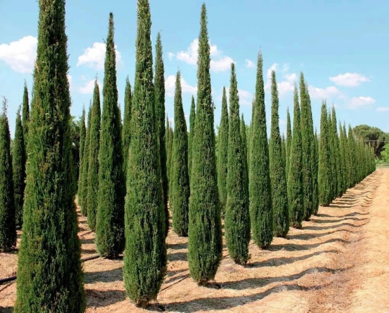Кипарис cupressus sempervirens