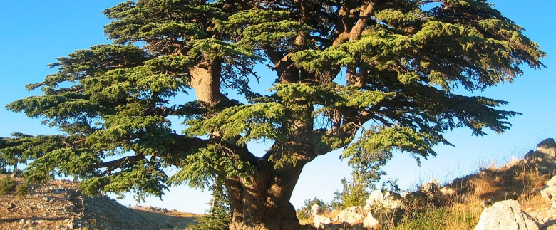 Кедр ливанский cedrus libani