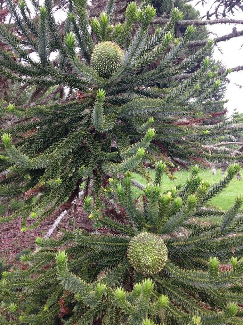 Араукария Бидвилла в Австралии