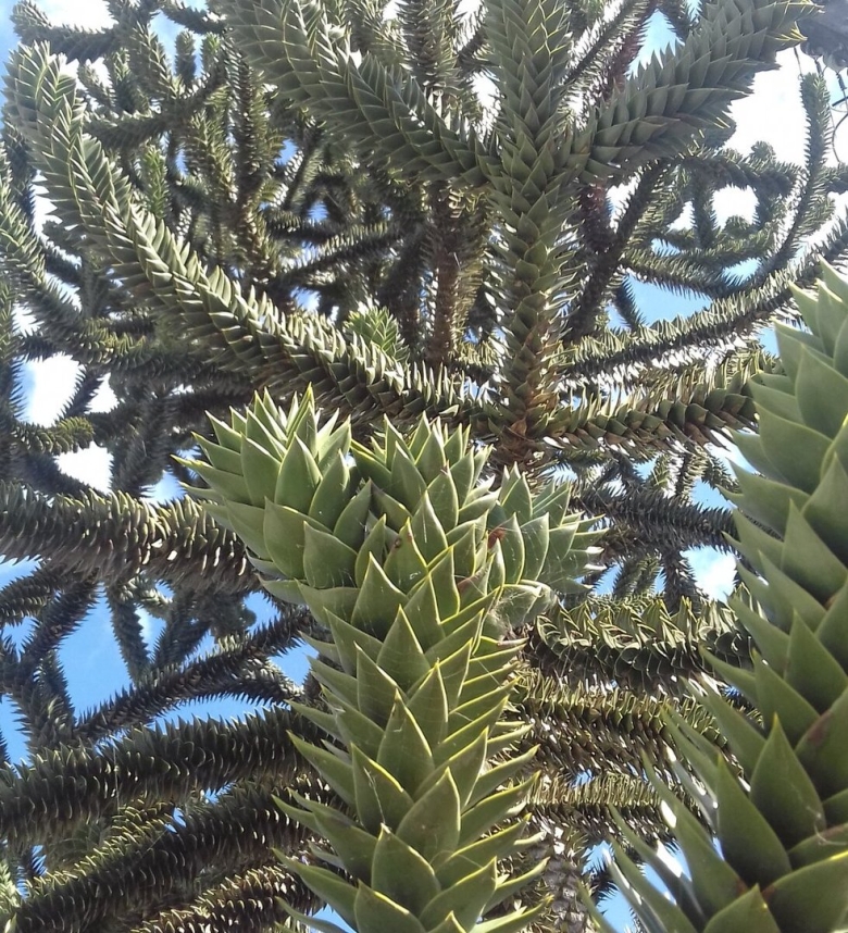 Араукария чилийская