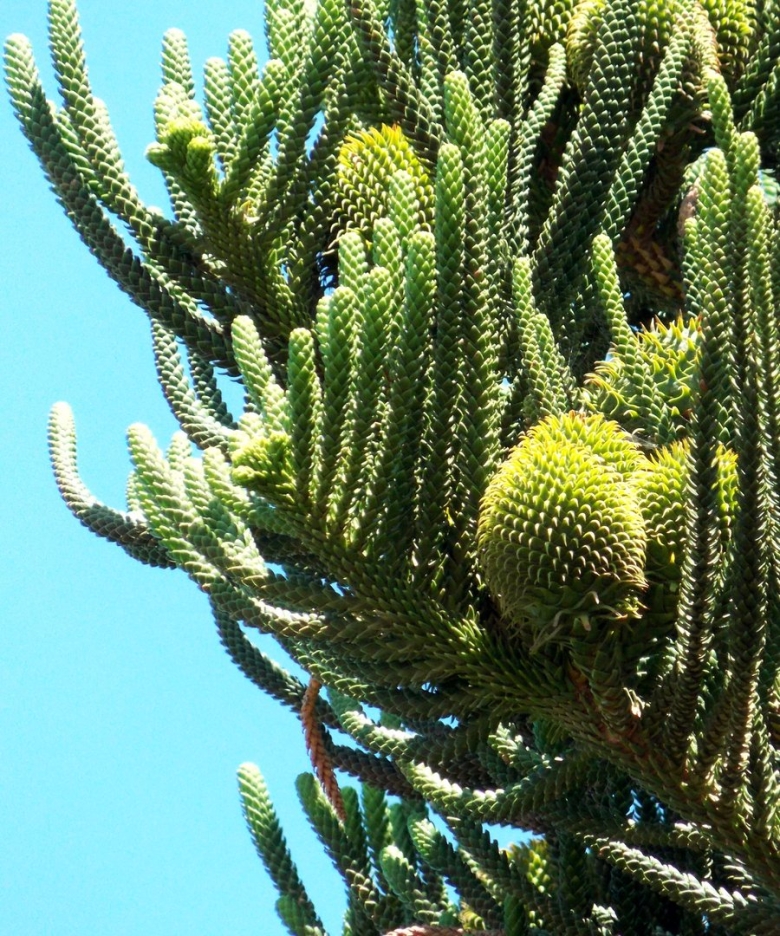 Араукария растение