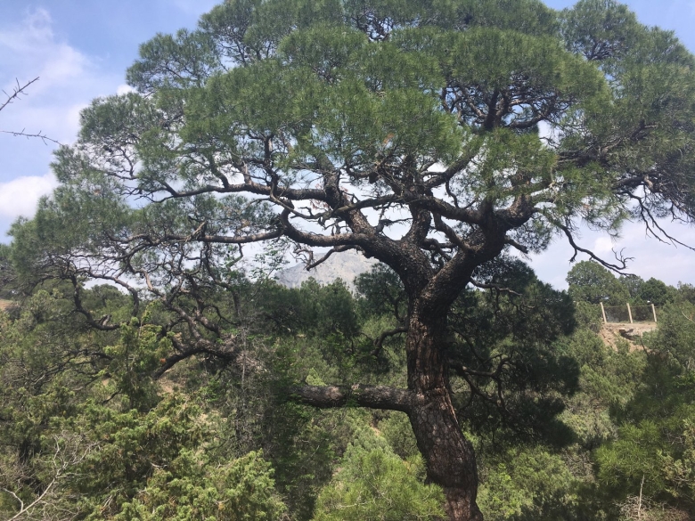 Реликтовая сосна в селе Зура