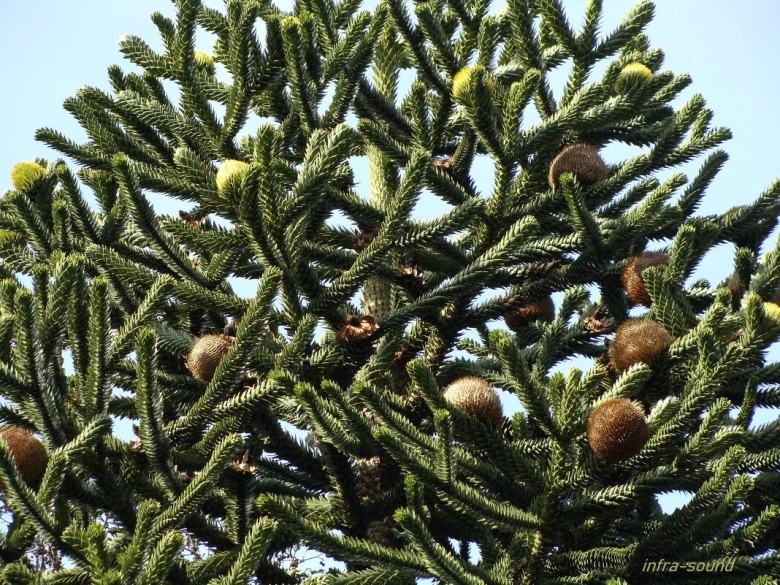 Араукария обезьянье дерево