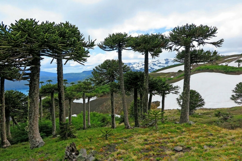 Чилийская сосна араукария