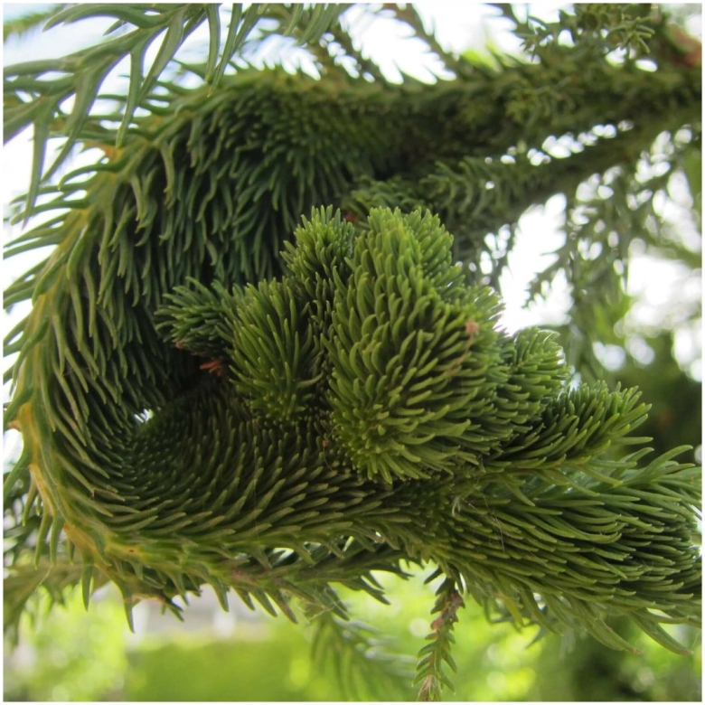 Хвойник криптомерия японская