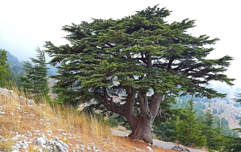 Кедр ливанский Cedrus libani