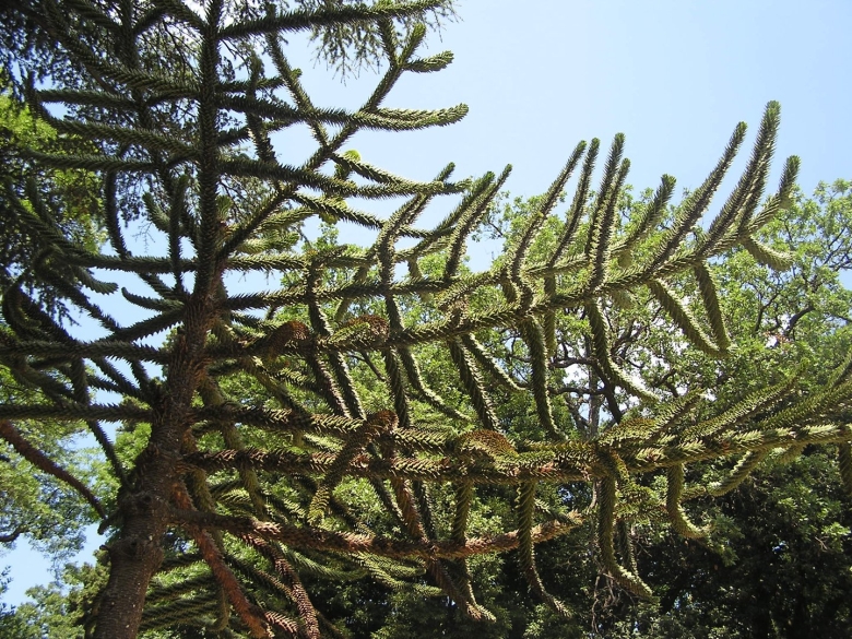 Араукария Чилийская в Воронцовском парке