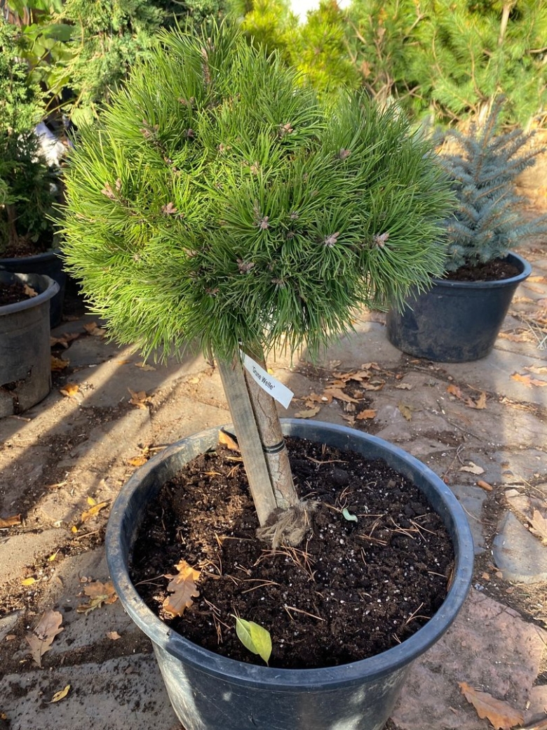 Сосна Пиерик Брегон