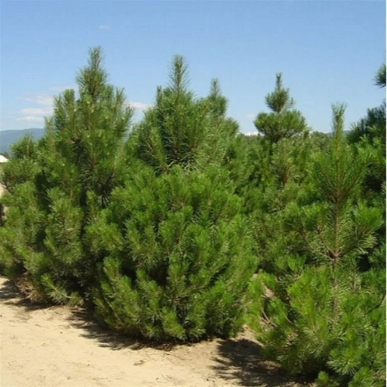 Сосна черная Крымская Палласа