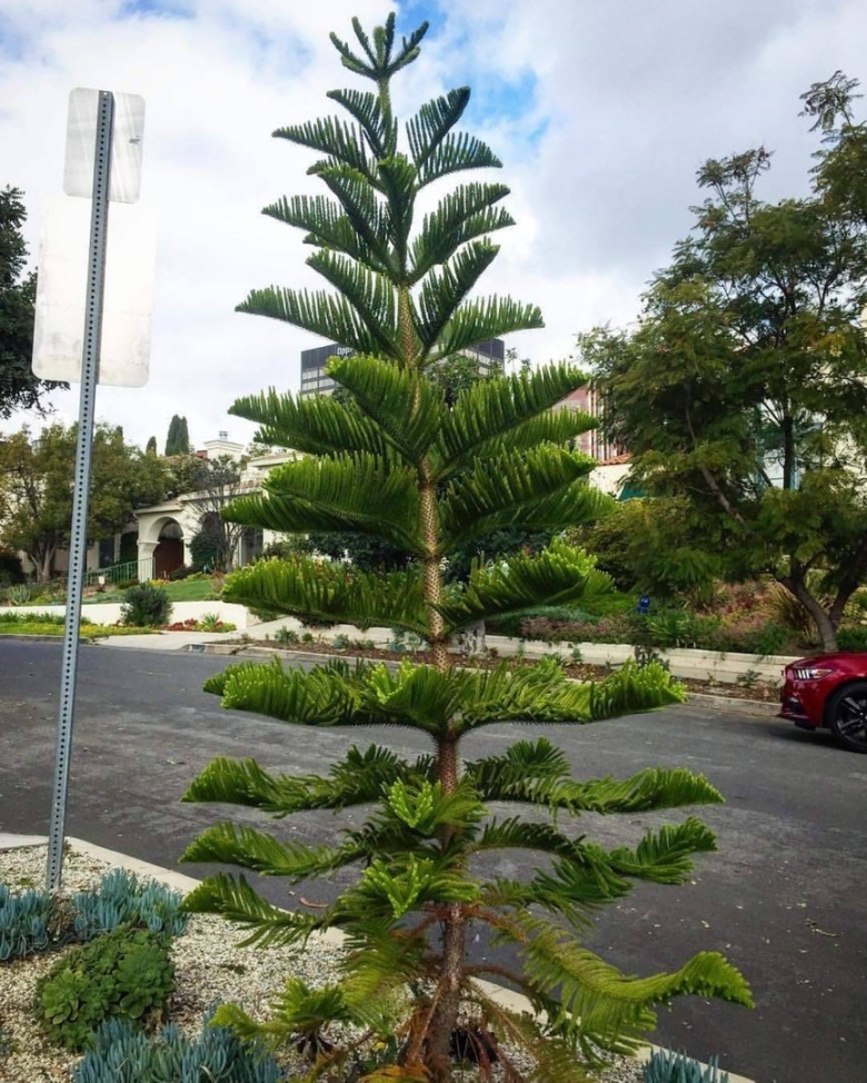 Араукария разнолистная