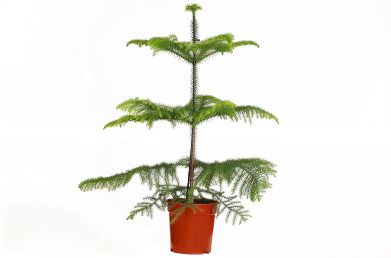 Араукария комнатная