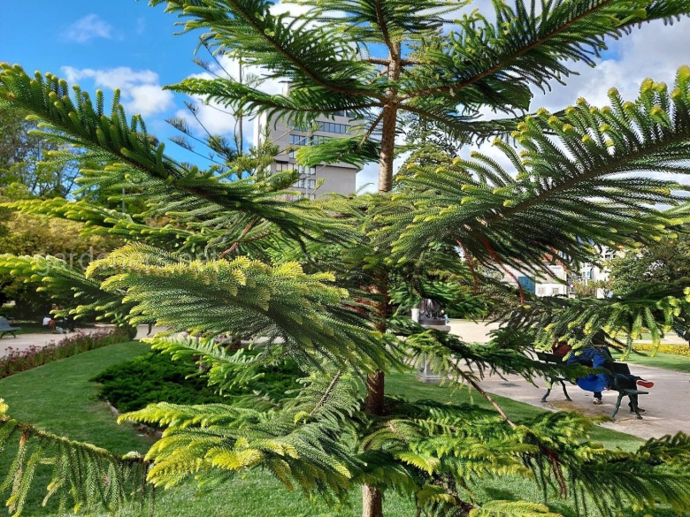 Чилийская сосна араукария