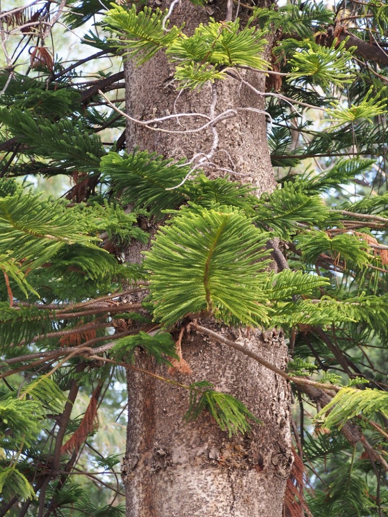 Araucaria heterophylla