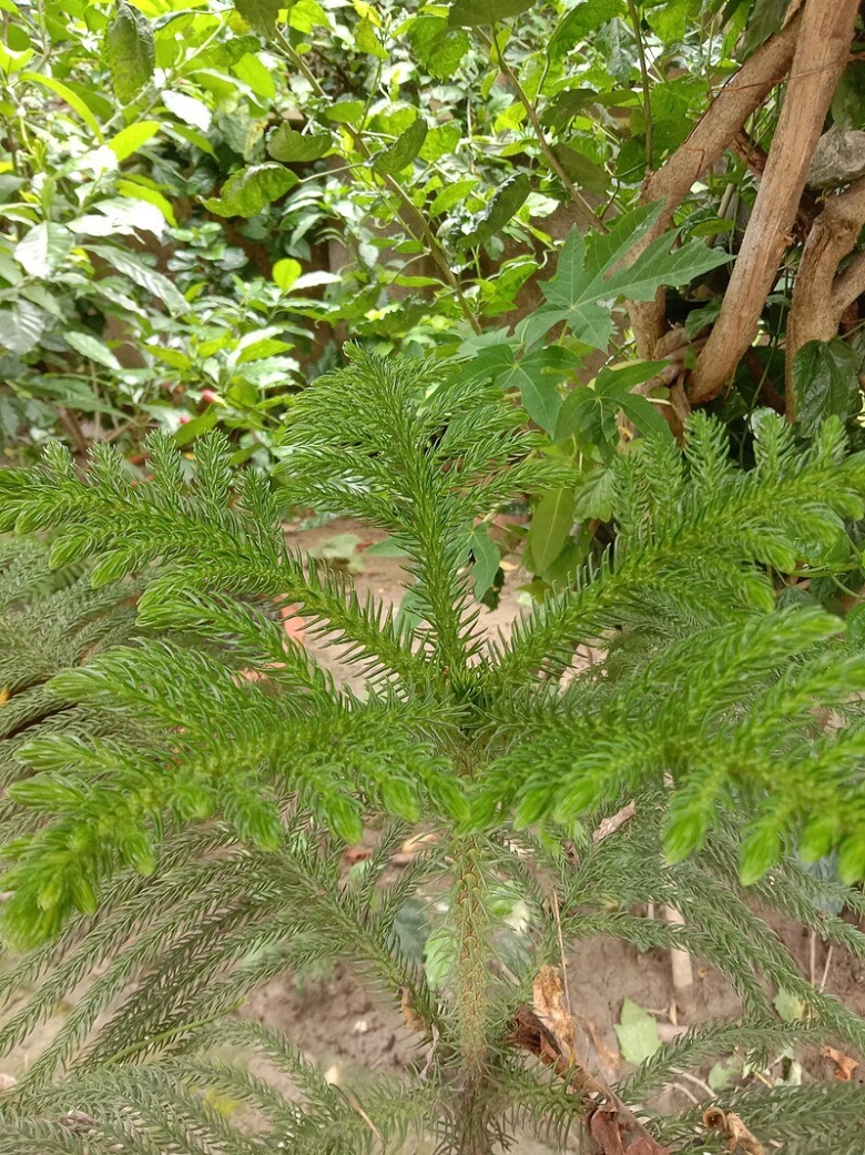 Араукария уход в домашних условиях