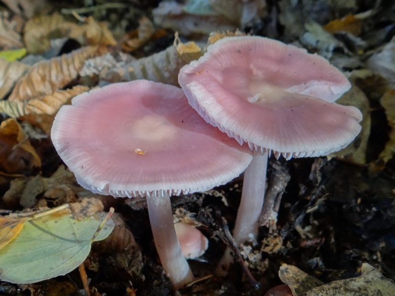 Мицена розовая Mycena rosea