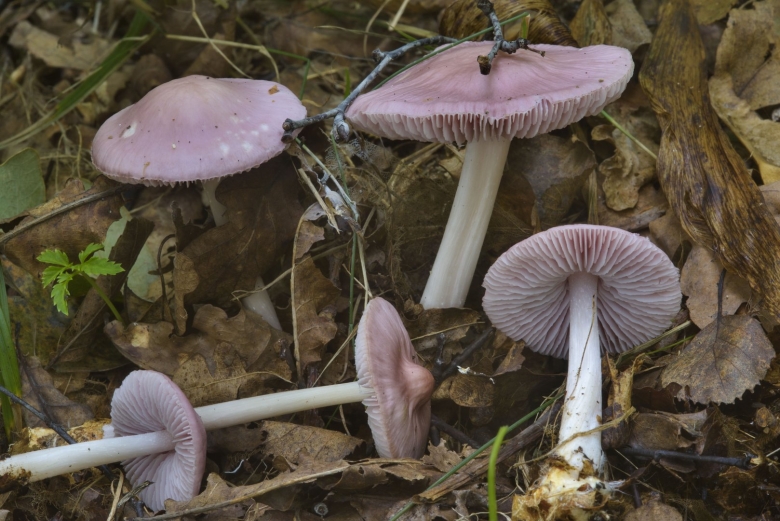Гриб Мицена розовая