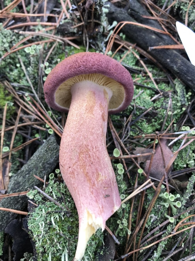 Tricholomopsis rutilans